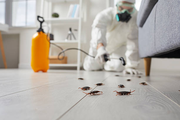 Commercial Kitchen Cockroach Control in Dallas